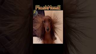 Flash meme10  funny video cute viralvideo comedy [upl. by Qahsi]