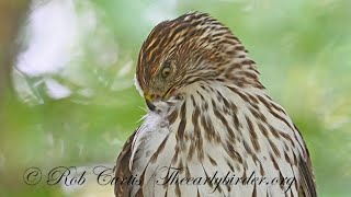 Accipiter cooperii COOPERS HAWK compilation 3046906 [upl. by Truman]