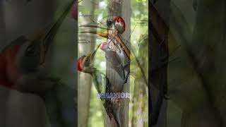 How Woodpeckers Protect Their Brains While Pecking [upl. by Barhos294]