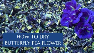 How to Dry Butterfly Blue Pea Flower and its usage  StepbyStep [upl. by Ariella]