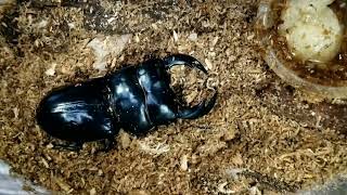 Giant stag beetle of the world  Dorcus antaeus originIndia [upl. by Vish140]