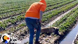 Dog Has The Best Reaction When He Reunites With His Rescuer  The Dodo [upl. by Ayatnohs178]