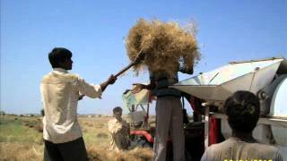 Organic cumin seed in Rajasthan [upl. by Ebony387]