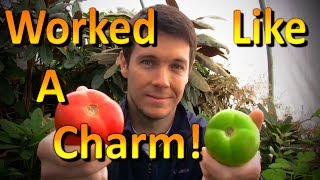 How to Ripen Green Tomatoes off the Vine [upl. by Eleen707]