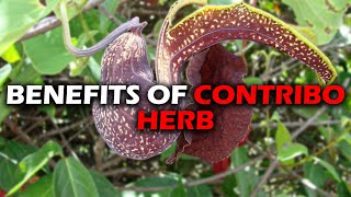 BENEFITS OF CONTRIBO HERB I DUCK FLOWER I ARISTOLACHIA TRILOBATAS [upl. by Orin493]