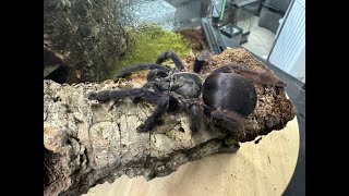 Tapinauchenius violaceus Purple Tree Spider rehouse and care [upl. by Elvina736]