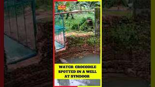 Watch Crocodile Spotted in a Well At Byndoor of in Udupi District  SoSouth [upl. by Decima]