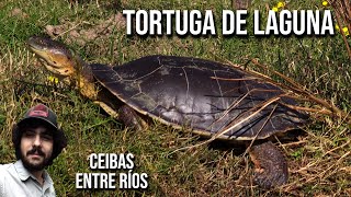 Tortuga de laguna 4K Phrynops hilarii Campanita sudamericana de arroyo Cágado cinza barbelas [upl. by Kalli]