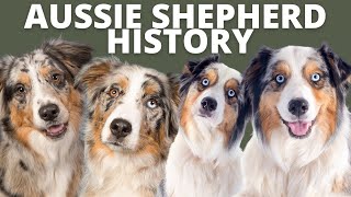 FASCINATING HISTORY OF THE AUSTRALIAN SHEPHERD [upl. by Baiel557]