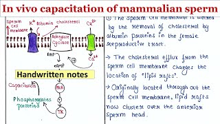 In vivo capacitation of mammalian sperm  Handwritten notes [upl. by Maximilianus]