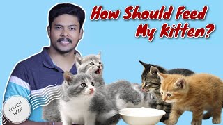 What Should feed kitten amp How Should feed  പൂച്ചക്കുട്ടിക്ക് എങ്ങനെ ഭക്ഷണം നൽകണം [upl. by Eehc]