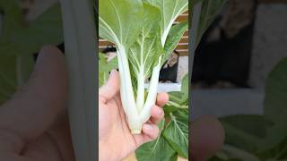 Growing Baby Bok Choy from seeds [upl. by Akkahs]