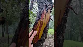 Madrone Trees Are Amazing [upl. by Nhojleahcim323]