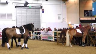 Schöne Pferde auf der Equitana Messe Essen [upl. by Atiuqahc19]