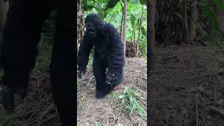 Gorillas fight over fruit with humans shorts survival gorilla wildlife [upl. by Loralee]