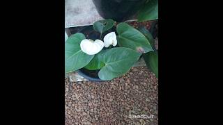 anthurium plants garden [upl. by Sordnaxela172]