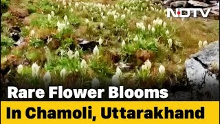 Watch Rare Brahma Kamal Flower Bloom In Uttarakhands SnowClad Chamoli [upl. by Ynnattirb]