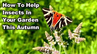 3 WAYS To HELP INSECTS In YOUR GARDEN This Autumn [upl. by Aleiram]