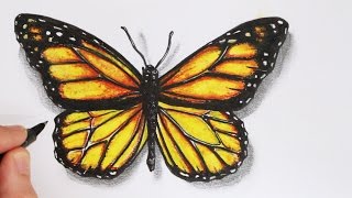 How to Draw a Realistic Butterfly Time Lapse [upl. by Zitah]