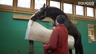 Les fabuleux étalons de dressage du Haras de Malleret [upl. by Wampler888]