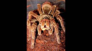 Largest spider in the world shorts [upl. by Eirahs]