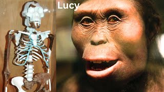 Lucy the Most Important Link of Human Evolution  New Findings [upl. by Aisetal]