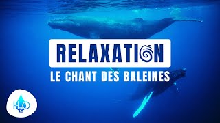 Le chant des baleines Ocean Nature Relaxation Sounds of Nature sound of the ocean whale song [upl. by Skipp]