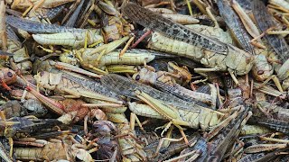 CRISPY ADOBONG TIPAKLONG  PAGKAING BUKID  OUTDOOR COOKING Team AgustinTV [upl. by Mulloy]