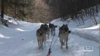 Sortie en famille Chiens de traîneau Husky Cure StCergue Team Nature [upl. by Huber430]