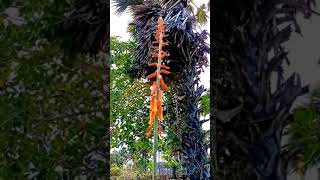 කෝමාරිකා මල දැක්කද aloe vera flowers komarika mala short [upl. by Octavla]