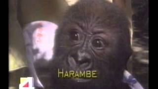 Announcing the Name of a Baby Lowland Gorilla quotHarambequot [upl. by Nnairret]