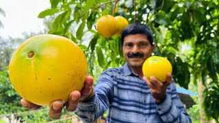 ഒരു കിലോ വലുപ്പമുള്ള അബിയു പഴം 😳 Abiu fruit review [upl. by Bradney251]