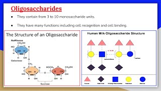 Carbohydrates 5 Oligosaccharides [upl. by Etteiluj260]