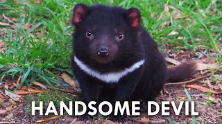 Tasmanian Devils Have No Right Being This Cute [upl. by Anialahs]