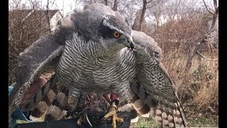 Falconry Feeding off the fist Blessing or curse [upl. by Ieppet]