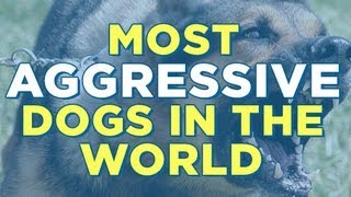 10 Most Aggressive Dogs In The World [upl. by Isa]