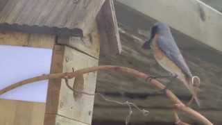 Redstart making a nest in a nesting box [upl. by Kaehpos]