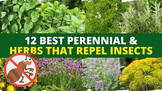 12 Best Plants That Repel Insects That Repel Insects 🌿🐛 [upl. by Mattland959]