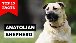 Anatolian Shepherd  Top 10 Facts [upl. by Philan128]