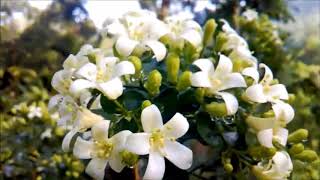 Murraya paniculata ඇට්ටෙරියා SRI LANKAN NAMEATTERIYA [upl. by Roydd]