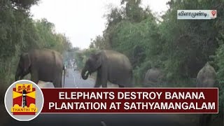 Elephants destroy Banana Plantation at Sathyamangalam  Thanthi TV [upl. by Aeirdna252]