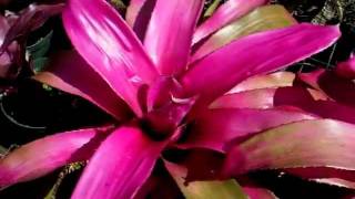 Neoregelia neo bromeliads explained [upl. by Evangeline]