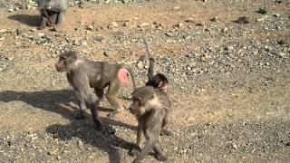 Arabian Baboon Monkeys along the roadside MakkahMadinah Highway Saudi Arabia [upl. by Zeralda136]