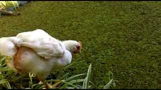 45day chickens alongside an Azolla pond [upl. by Ruff]