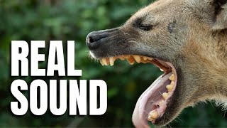 Hyena Sound Effect  Wild Animal Sounds [upl. by Notsnhoj18]