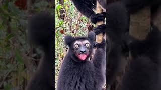 Black lemur screaming 🙉 [upl. by Dnomaid]