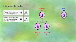 Genoom geslachtschromosomen diploïd en haploïd [upl. by Robinia]