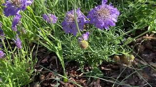 Scabiosa ördögszem [upl. by Revlys]