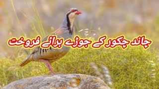 Chand Chakor Available For Sale In Pakistan  Chakor Bird [upl. by Uehttam]