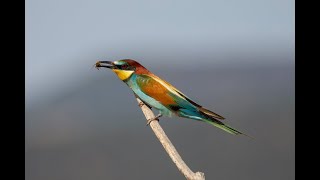 Lesvos Birding May 2022 [upl. by Rochester]